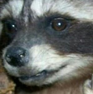 Meet your Posher, Dante